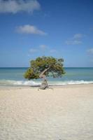 árvore divi divi na praia da águia foto