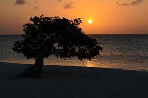 lindo pôr do sol na praia da águia com árvore divi divi foto