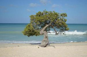 árvore watapana soprada pelo vento em aruba foto