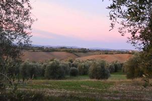 céu rosa pálido sobre um vinhedo na toscana foto