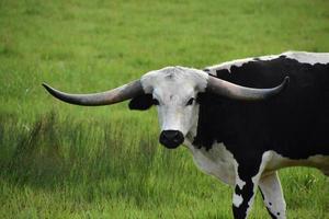 rosto fantástico de um boi longhorn branco e preto foto