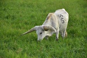 pastando novilho longhorn em um pasto de grama foto