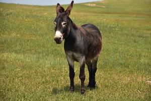 burro marrom escuro doce com orelhas grandes em um campo foto