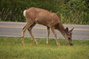 grande veado pastando na beira da estrada foto