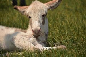adorável bebê burro manchado branco e marrom foto