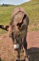 burro de bebê marrom desgrenhado em pé em um campo foto