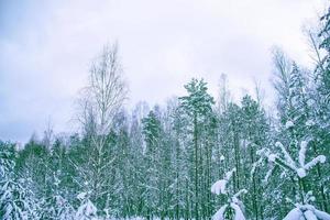 floresta de inverno congelado com árvores cobertas de neve. foto