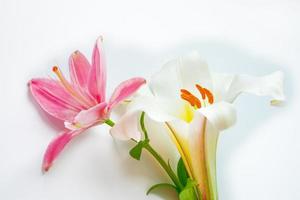 flores de lírio brilhantes isoladas no fundo branco. foto