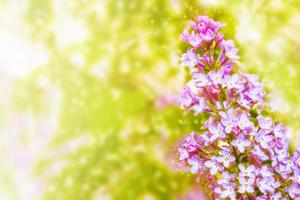 flores brilhantes e coloridas lilás foto