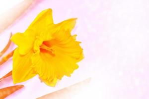 flores da primavera de narcisos. foto