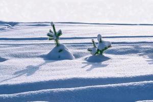 floresta de inverno congelado com árvores cobertas de neve. foto