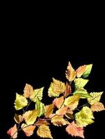 folhas de outono isoladas em fundo preto. foto