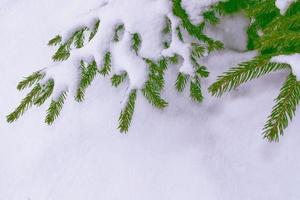 floresta de inverno congelado com árvores cobertas de neve. foto