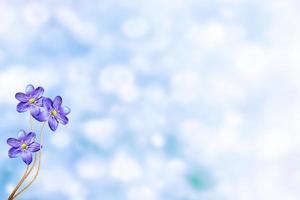 o primeiro floco de neve delicado da flor da primavera. foto