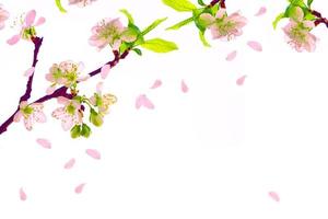 ramo de floração de cereja isolado em um fundo branco. foto