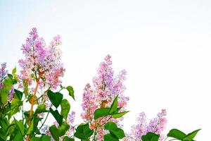 flores brilhantes e coloridas lilás foto