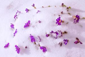 flores coloridas brilhantes na neve. foto