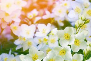 jasmim branco o ramo delicadas flores da primavera foto