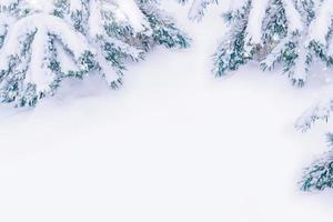 ramo de abeto de coníferas. floresta de inverno congelado com árvores cobertas de neve. foto