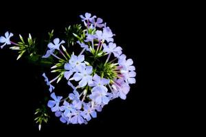 flores de phlox brilhantes isoladas em fundo preto. foto