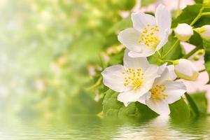 jasmim branco o ramo delicadas flores da primavera foto