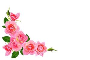 rosas em botão de flor em um fundo branco foto