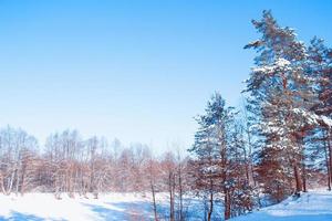 floresta de inverno congelado com árvores cobertas de neve. foto