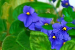 flores da primavera de plantas herbáceas perenes - viola odorata foto