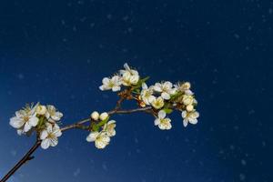 cerejeira de ramo florescendo. natureza foto