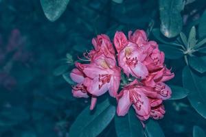 arbusto de flores de magnólia brilhantes e coloridas foto