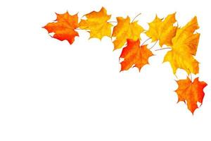 folhas de outono coloridas brilhantes foto