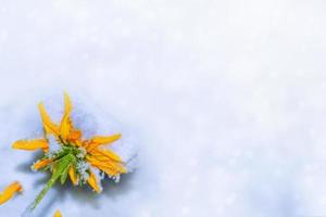 linda flor na neve e geada no jardim de inverno. foto