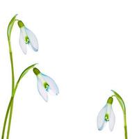 galanthus nivalis. floco de neve de flores brancas de primavera. natureza foto