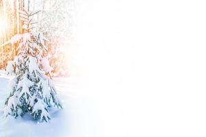 floresta de inverno congelado com árvores cobertas de neve. foto