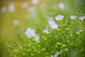 pequena flor branca linda com fundo de flor de natureza prado de campo foto