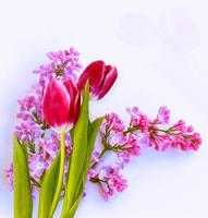 flores da primavera lilás, tulipa foto