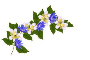 ramo de jasmim, flores de chicória, isoladas no fundo branco. foto