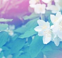 jasmim branco o ramo delicadas flores da primavera foto