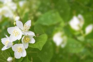 jasmim branco o ramo delicadas flores da primavera foto