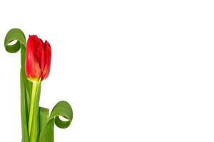 tulipas de flores coloridas de primavera. natureza foto