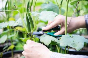 homem colhe dedos de senhoras em sua fazenda de vegetais foto