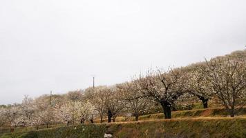 cerejeiras em flor em uma fileira foto