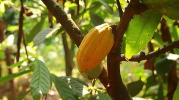 as vagens de cacau amarelas estão maduras na árvore e prontas para serem colhidas. theobroma cacau l. no campo ou fazenda. vagens de cacau. foto