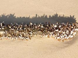 cracas gooseneck na areia foto