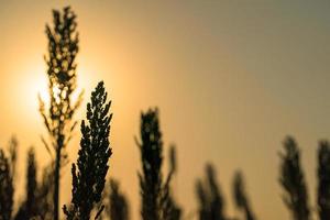 fechar o sorgo no pôr do sol do agente de campo foto