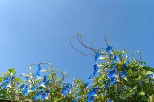 glória da manhã agente de flores céu azul foto