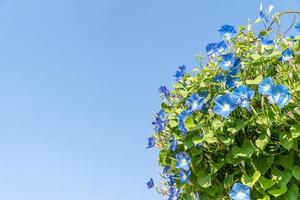 glória da manhã agente de flores céu azul foto