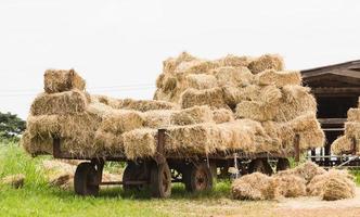 carroça de feno na fazenda foto