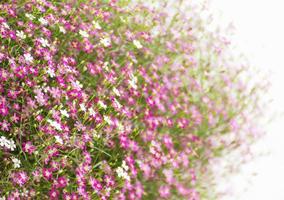 fechar a flor gypsophila foto