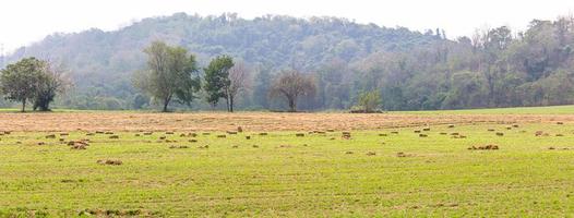 vista panorâmica de campos verdes em terras agrícolas foto